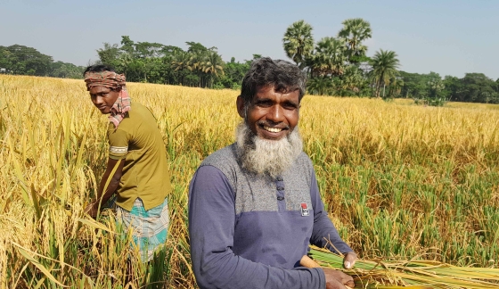 বরিশালের হিজলায় আমন ধানে বাম্পার ফলন
