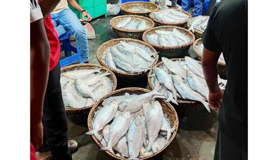 চাঁদপুরের পদ্মা ও মেঘনা নদীতে ২২ দিন ইলিশ ধরা বন্ধ