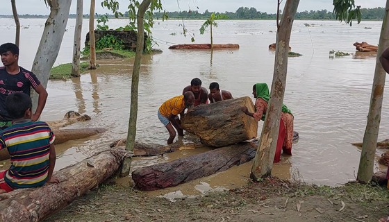 দুধকুমার নদে পানির স্রোতে ভেসে আসে অসংখ্য গাছের গুঁড়ি, নিখোঁজ ১