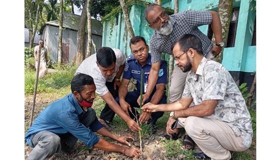 ওসির প্রশংসনীয় উদ্যোগ, প্রাণ বাঁচাতে তাড়াইলে তালের চারা রোপন