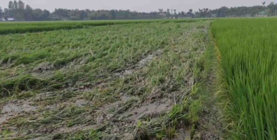 ভূরুঙ্গামারীতে ট্রাক্টর দিয়ে ৮ বিঘা ধান ক্ষেত নষ্ট