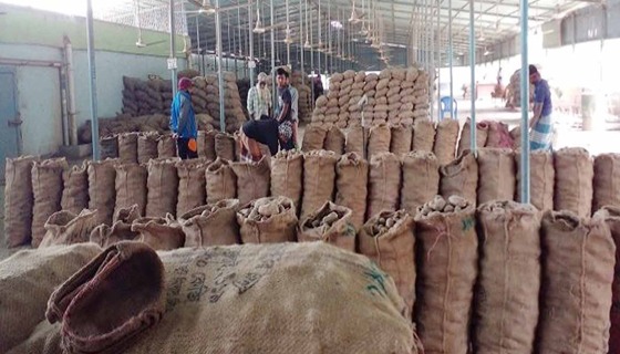 কাহারোলে হিমাগারে আলু রেখে বিপদে পড়েছেন ব্যবসায়ী ও কৃষকেরা