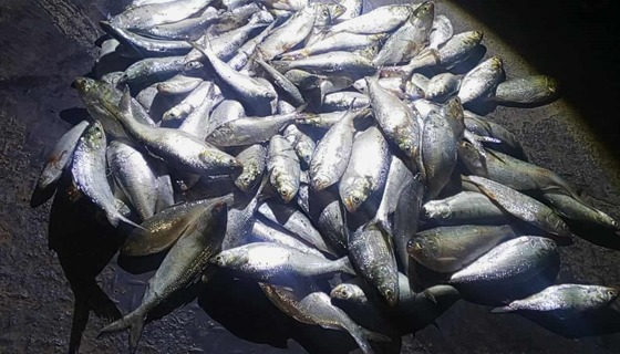 চাঁদপুরে  ৯ জেলেসহ জাল ও মা ইলিশ উদ্ধার