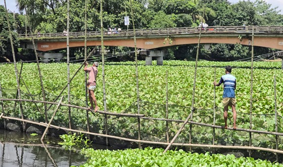 সাঁথিয়ায় ইছামতি নদী থেকে অবৈধ বাঁধ অপসারণ