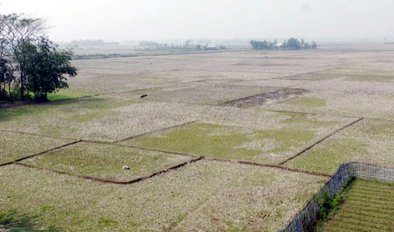 বরিশালে বিপুল পরিমান জমি থাকে অনাবাদি