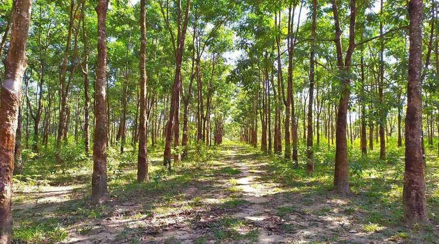 দেশের বেসরকারি রাবার বাগানগুলো লাভ করলেও লোকসানে সরকারি বাগানগুলো