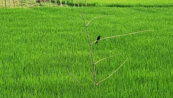 ধানের জমিতে পোকাদমনে জনপ্রিয় হচ্ছে পার্চিং