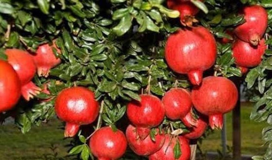 বানিজ্যিক ভাবে আনার ফলের চাষ করছেন কলেজ ছাত্র সোহেল