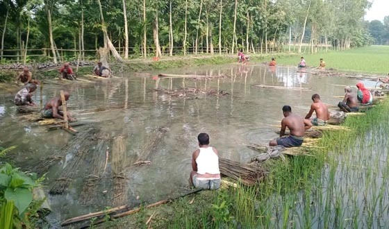 শেরপুরে পাটের ভালো ফলন, ন্যায্যমূল্য নিশ্চিতের দাবি