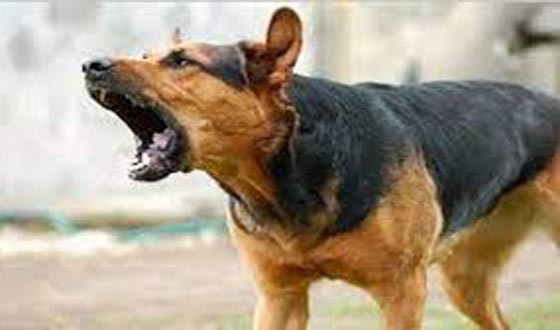 মাধবপুরে পাগলা কুকুরের কামড়ে আহত ৬, আতঙ্কে এলাকাবাসী