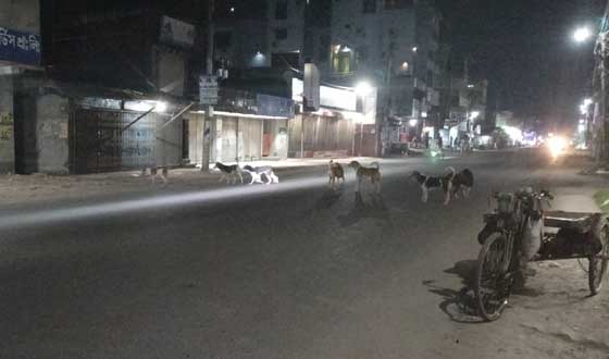 অভয়নগরে কুকুর ও বিড়ালের কামড়ে আক্রান্ত ৭০৫ জন