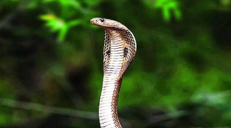 সাপের কামড়ে ৩ গৃহবধূর জীবন গেল!