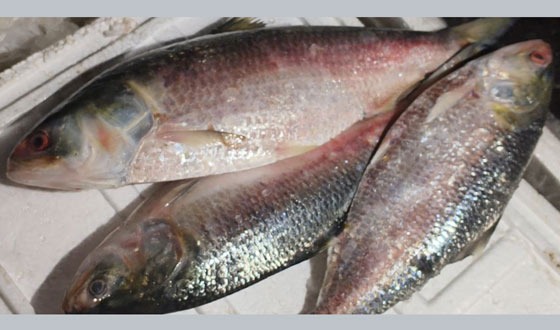 দুর্গাপূজায় প্রথম চালানে ভারতে ৩৭ হাজার ৪৬০ কেজি ইলিশ রপ্তানি