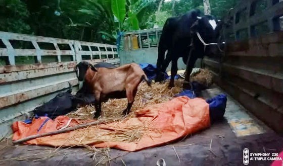 বাবুগঞ্জে ট্রাক ভর্তি গরু-ছাগল রেখে পালাল চোরচক্র