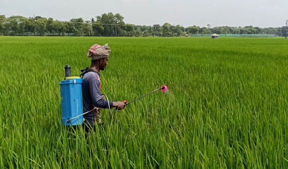 ঝিনাইদহে রোপা আমনে মাজরা পোকার আক্রমণ দিশেহারা কৃষক