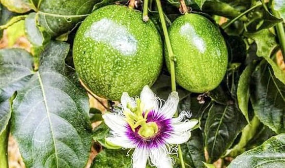 বিদেশি ফল প্যাশন মহেশপুরের মাটিতে প্রথম চাষ