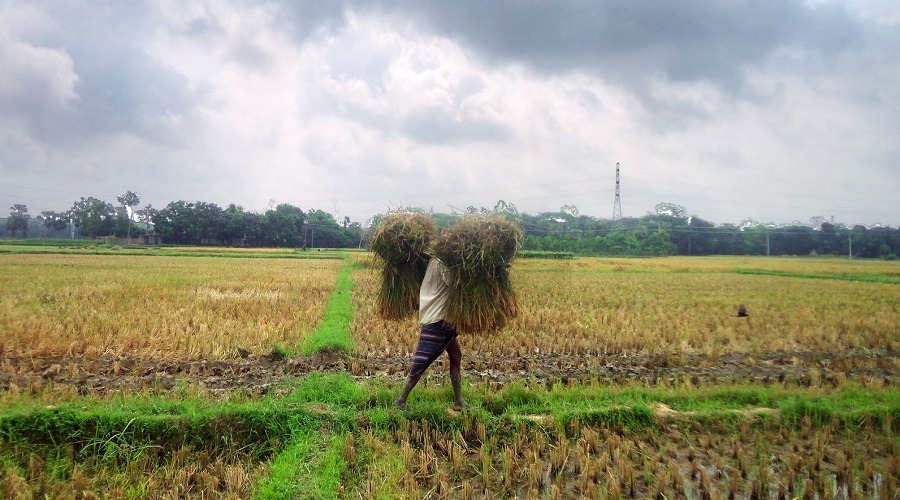 সংরক্ষণের অভাবে প্রতি বছর মাঠেই নষ্ট হচ্ছে হাজার হাজার কোটি টাকা ফসল