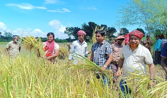 রাজবাড়ীর গোয়ালন্দে কৃষকের ধান কেটে দিলেন কৃষক দলের নেতারা