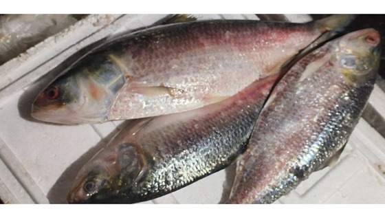 দুর্গাপূজায় বেনাপোল দিয়ে ভারতে গেলো ৯৯ টন ইলিশ