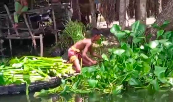 নাজিরপুরে কচুরিপানার ডগা দিয়ে আয় হচ্ছে বৈদেশিক মুদ্রা, রপ্তানি হচ্ছে ২৫টি দেশে