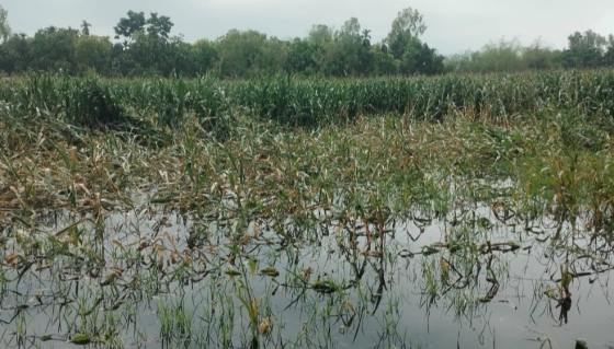 ভূরুঙ্গামারীতে টানা বৃষ্টিতে ফসলের  ক্ষতি, বিপাকে কৃষকরা