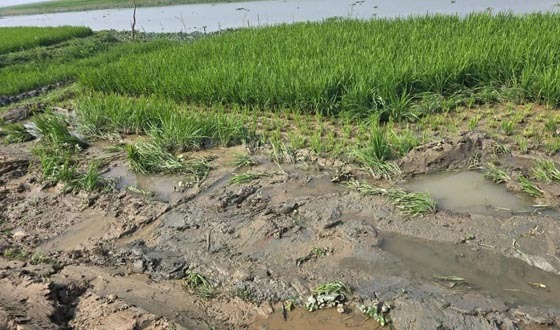 সরাইলে ড্রেজারে শাপলা বিলের মাটি উত্তোলন