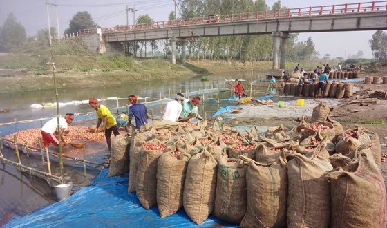 ফুলবাড়ীতে বস্তা সংকটে পড়ে যাচ্ছে আলুর দাম