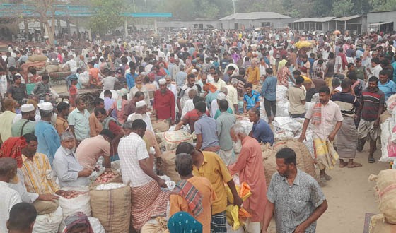 সুজানগরে মৌসুমী পেঁয়াজের বাম্পার ফলন