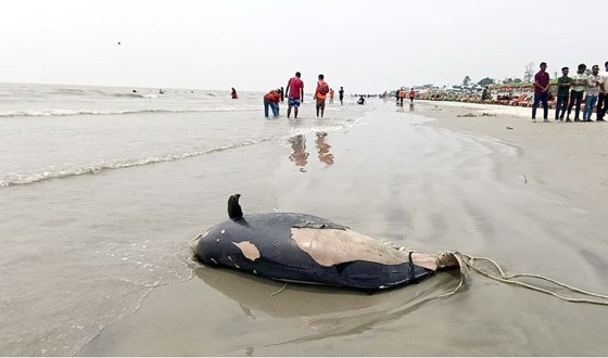 কুয়াকাটা সৈকতে ভেসে আসল মৃত ডলফিন