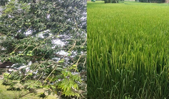 সাতক্ষীরায় হাসছে বোরো ও আমের ফলন