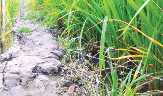 দেবহাটায় বিদ্যুৎস্পৃষ্টে কৃষকের মৃত্যু