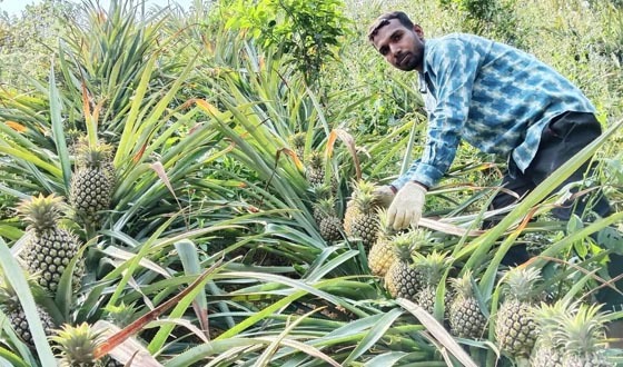 এমডি-২ আনারস চাষে আতর আলীর বাজিমাত