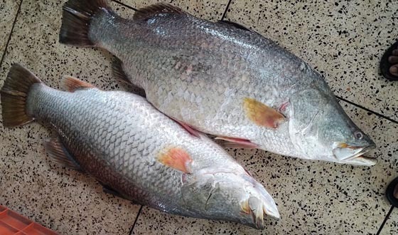 কুয়াকাটায় জেলের জালে ধরা পড়ল দুই কোরাল, অর্ধলাখে বিক্রি