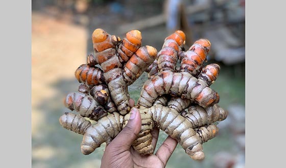 পরিত্যাক্ত জমিতে হলুদ চাষ করে শ্যামলের সফলতা