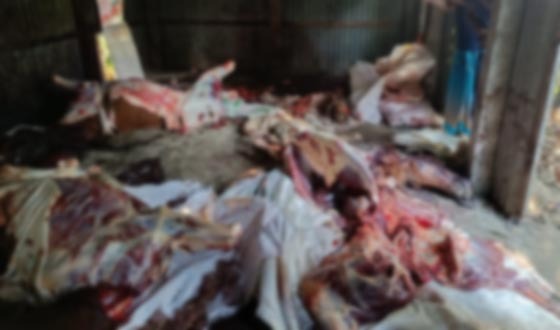 গজারিয়ায় জবাইকৃত ১৩ ঘোড়া উদ্ধার