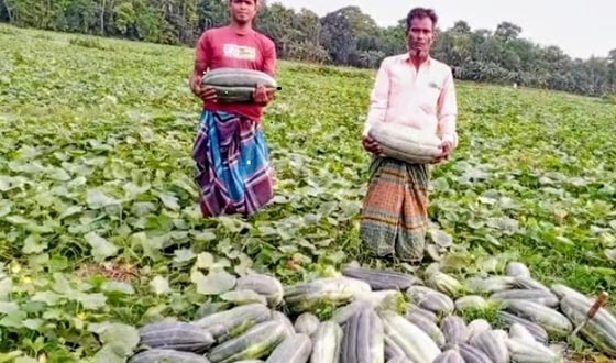 ফলন ভাল হওয়ায় খুশি চাঁদপুরের বাঙ্গি চাষিরা