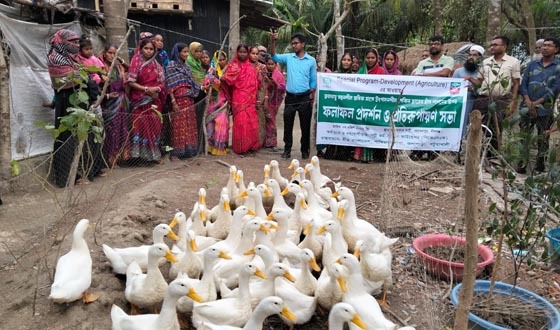 কলাপাড়ায় হাস পালনের ফলাফল প্রদর্শণ ও সভা অনুষ্ঠিত