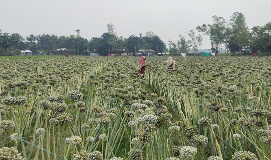 রাজারহাটে প্রথমবার মতো পিয়াজের বীজ উৎপাদনে কৃষকের সাফল্য