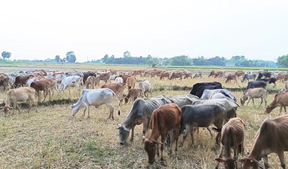 তানোরে গরুর পাল মাঠেই বিক্রি, গাভী গরু পালন তাদের জীবিকার উৎস