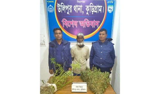 উলিপুরে অবৈধ ৫টি গাঁজা গাছসহ আটক ১