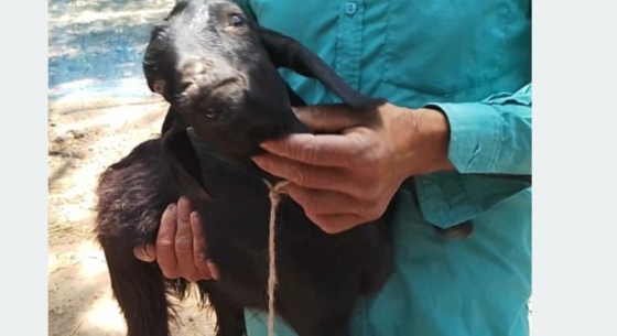 তানোরে রুগ্ন ছাগলের বাচ্চা বিতরণ, উপকারভোগীদের ক্ষোভ