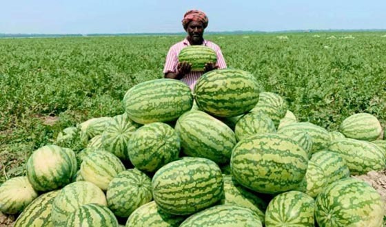 বাম্পার ফলন, তবুও হাসি নেই তরমুজ চাষিদের মুখে