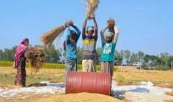 রাজশাহীসহ উত্তর-পশ্চিমাঞ্চলে মণ প্রতি ধানের দাম কমেছে ৩০০-৪০০ টাকা