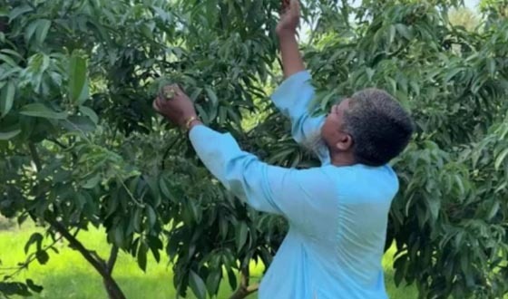 প্রতিকূল আবহাওয়ায় লিচু চাষির সেই আশায় গুঁড়েবালি