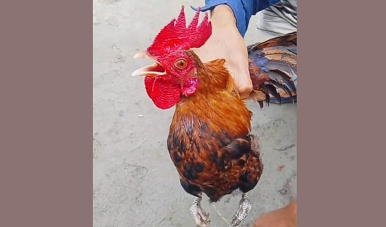 সাঁথিয়ায় মোরগের কণ্ঠে ‘আল্লাহ আল্লাহ’ ডাক এলাকায় চাঞ্চল্যের সৃষ্টি