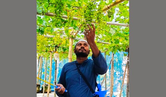বাবুগঞ্জে ছাদে আঙুর চাষে সাফল্য, এক বছরেই ফলন