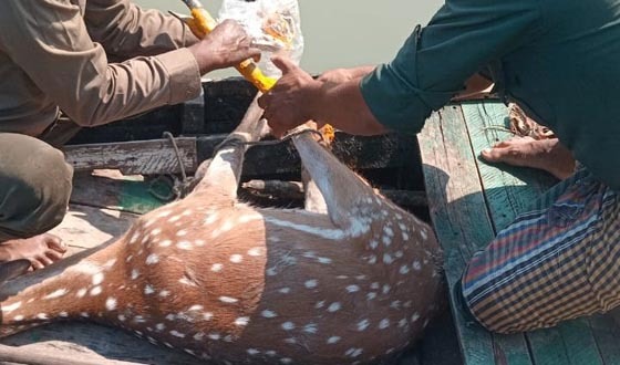 সুন্দরবনের হরিণ লোকালয়ে, উদ্ধারের পর বনেই অবমুক্ত
