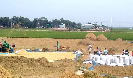 কিশোরগঞ্জের হাওরে ধানের বাম্পার ফলনের সম্ভাবনা