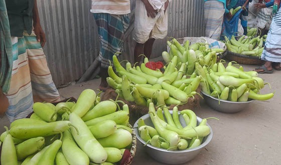 সুজানগরে পানির দরে লাউ বিক্রি