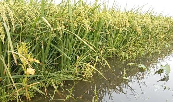 বিলের জলাবদ্ধতা নিরসনে বোরো ফসল রক্ষায় খাল খননের দাবী